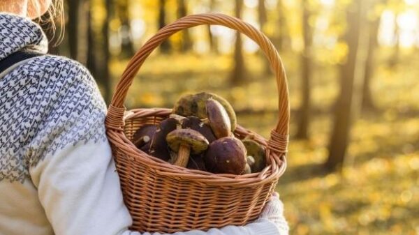 Zanim wybierzesz się na grzybobranie.