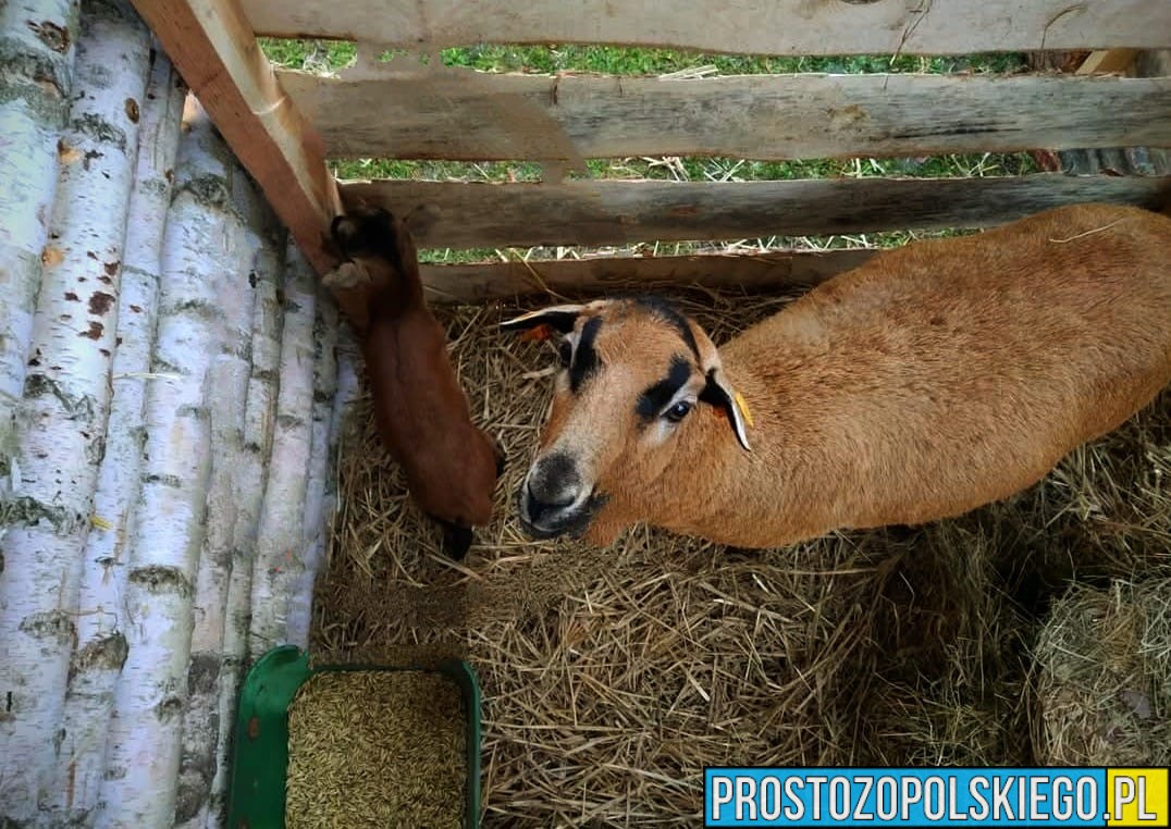 42-latek ukradł 4-dniowego baranka z żywej szopki - dzielnicowy uratował życie maleństwa.(Wideo)