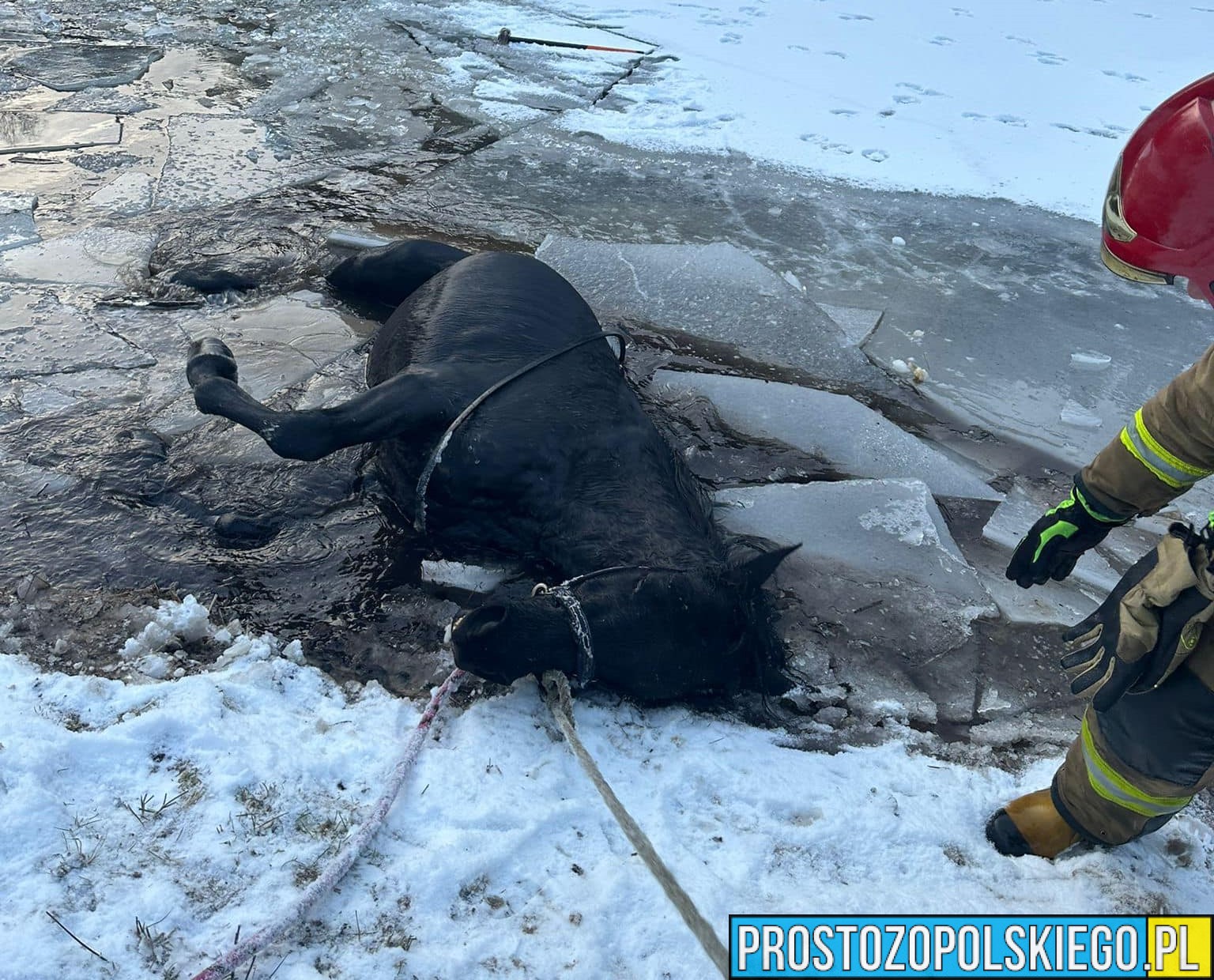 Koń wpadł do stawu w miejscowości Leśna. Jedna osoba zabrana do szpitala