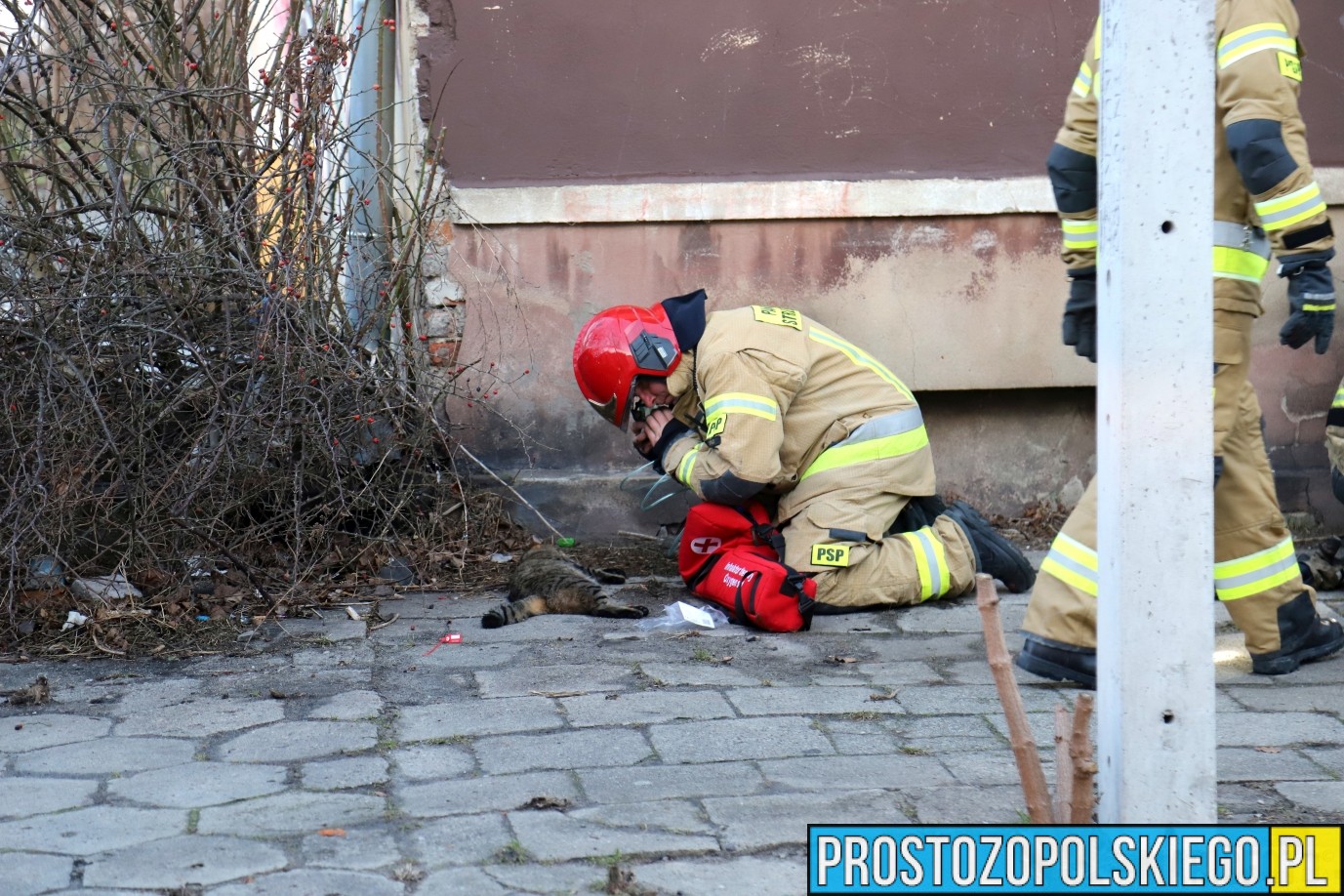 strażacy uratowali kota z pożaru mieszkania, kot uratowany, straż kot pożar,