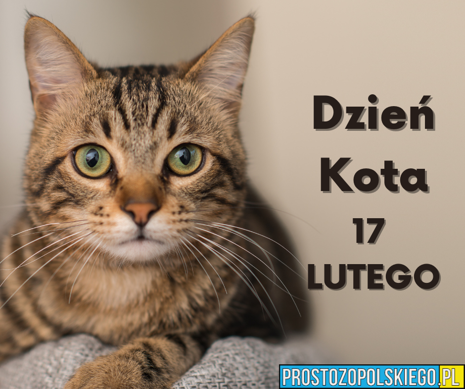 17 lutego - Obchodzimy Światowy Dzień Kota